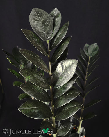 Zamioculcas 'Raven'