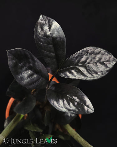 Zamioculcas 'Raven'