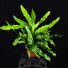 Zealandia pustulata (Syn. Microsorum) Känguru-Farn