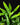 Zealandia pustulata (Syn. Microsorum) Känguru-Farn
