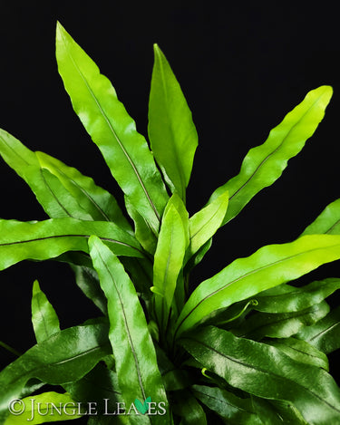 Zealandia pustulata (Syn. Microsorum) Känguru-Farn