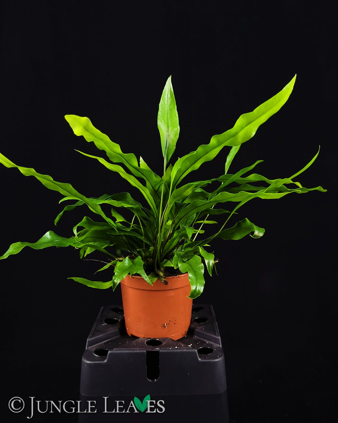 Zealandia pustulata (Syn. Microsorum diversifolium)
