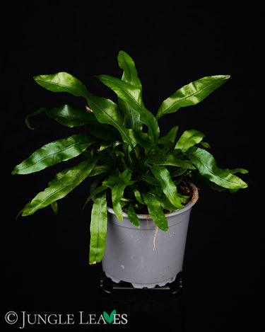 Zealandia pustulata (Syn. Microsorum diversifolium) - Känguru-Farn
