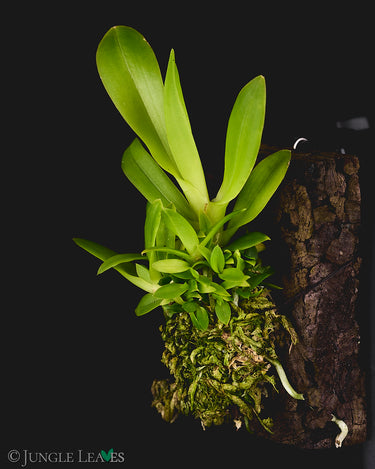 Zygostates grandiflora
