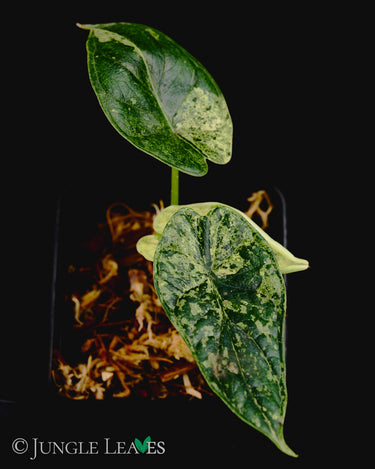 Alocasia baginda Dragon Scale Variegata