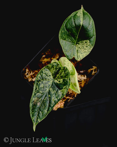 Alocasia baginda Dragon Scale Variegata