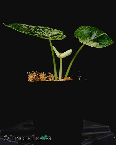 Alocasia baginda Dragon Scale Variegata
