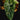 Alocasia baginda Dragon Scale Variegata