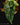 Alocasia baginda Dragon Scale Variegata