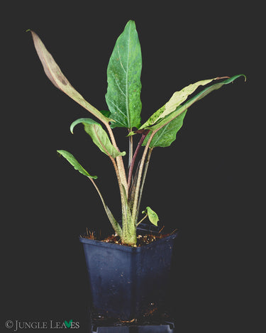 Alocasia lauterbachiana Variegata