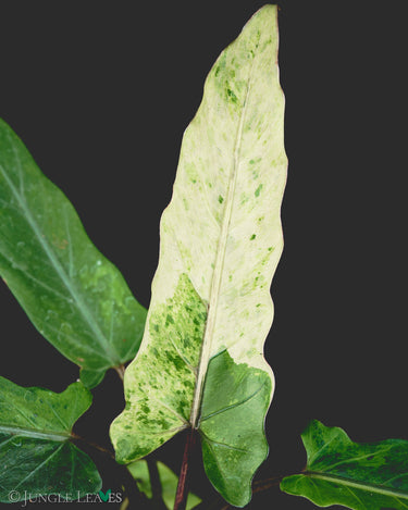 Alocasia lauterbachiana Variegata