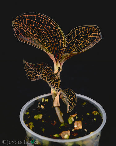 Anoectochilus albolineatus 'Black Tangerine'