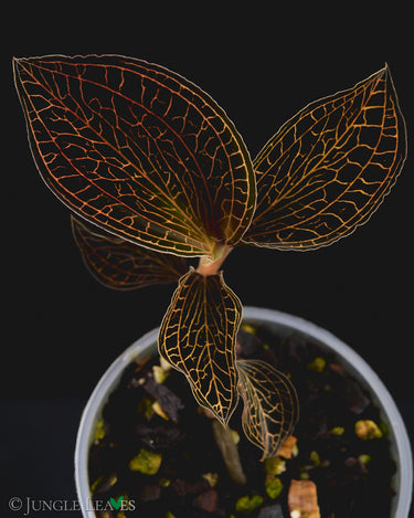 Anoectochilus albolineatus 'Black Tangerine'