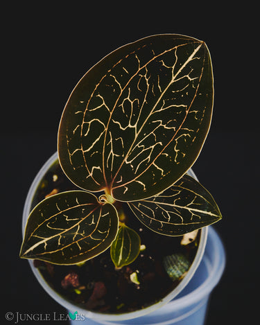 Anoectochilus chapaensis