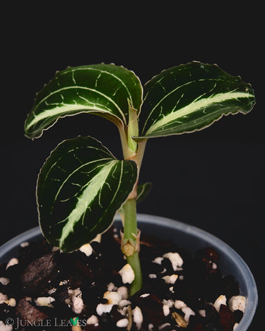 Anoectochilus lylei