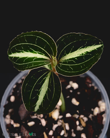 Anoectochilus lylei