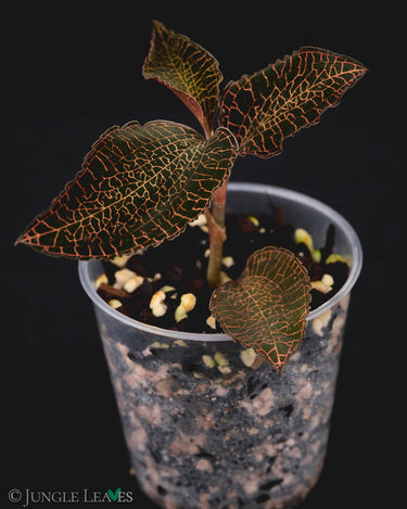 Anoectochilus papillosus