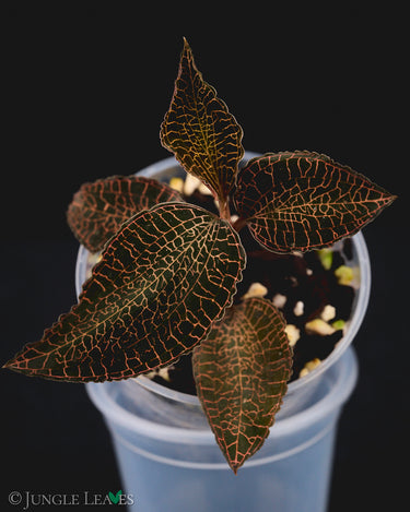 Anoectochilus papillosus
