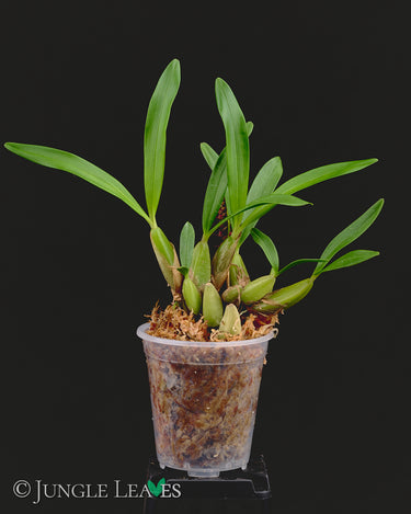 Bulbophyllum falcatum 'Mini'
