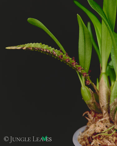 Bulbophyllum falcatum 'Mini'