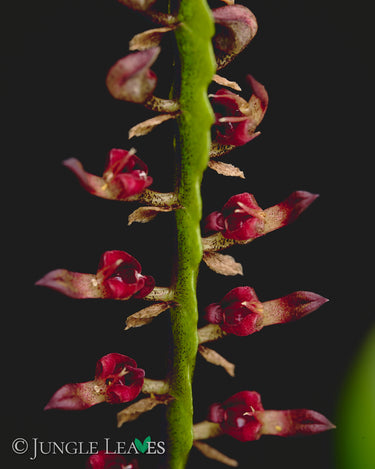 Bulbophyllum falcatum 'Mini'