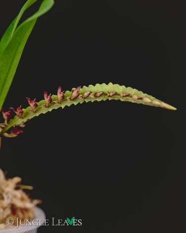 Bulbophyllum falcatum 'Mini'