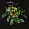 Bulbophyllum oblongum Trias oblonga