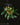 Bulbophyllum oblongum Trias oblonga