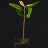 Ceriops tagal