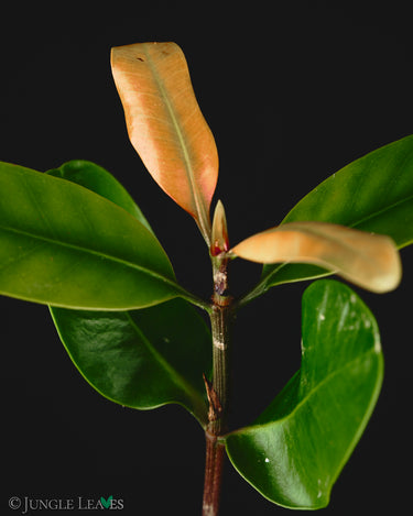 Ceriops tagal