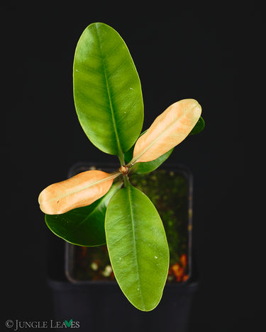 Ceriops tagal