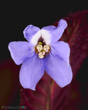 Codonoboea aff. puncticulata