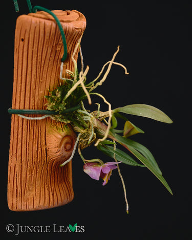 Dendrobium fuscifaucium