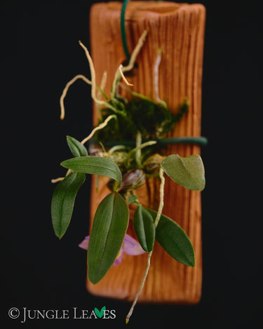 Dendrobium fuscifaucium