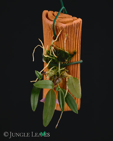 Dendrobium fuscifaucium