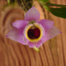 Dendrobium fuscifaucium