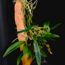 Dendrobium hekouense