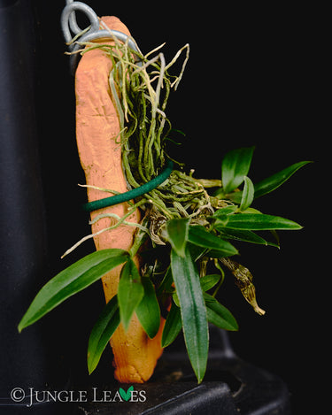 Dendrobium hekouense