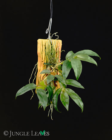 Dendrobium platygastrium