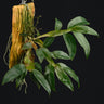 Dendrobium platygastrium