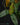 Dendrobium platygastrium