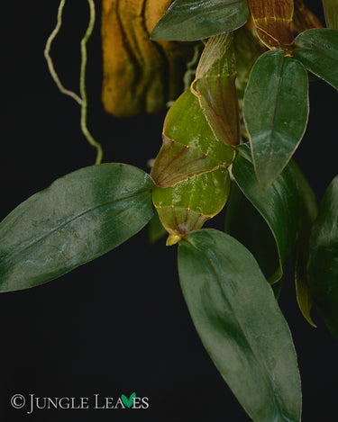Dendrobium platygastrium