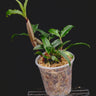 Dendrobium tetragonum