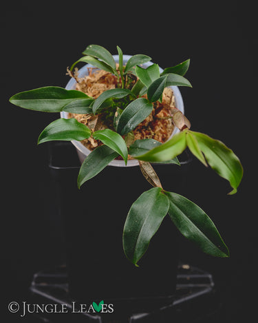 Dendrobium tetragonum