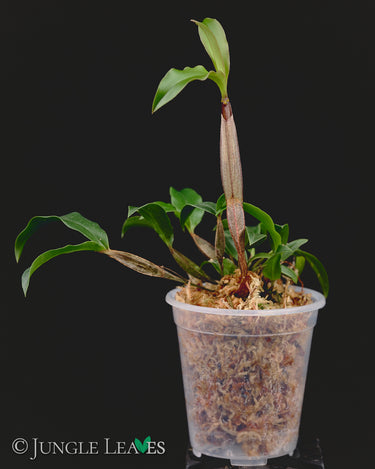 Dendrobium tetragonum