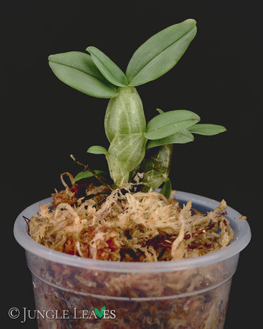 Dendrobium trantuanii