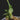 Dendrobium trantuanii