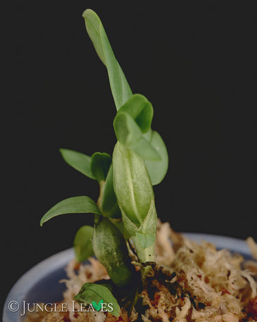 Dendrobium trantuanii