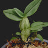 Dendrobium trantuanii