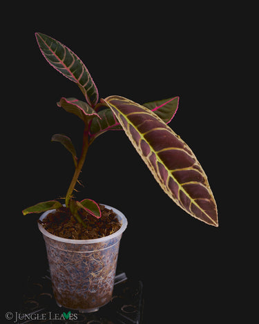 Emblemantha urnulata 'Super Pink'